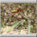 Nomada lathburiana - Wespenbiene w19.jpg